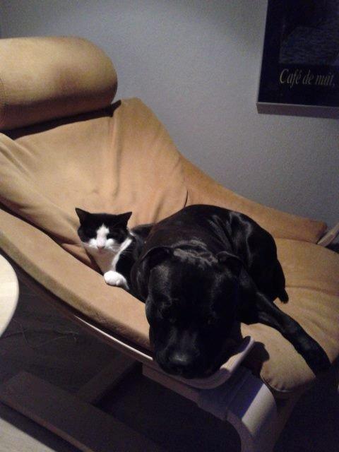 Huskat Mille billede 12