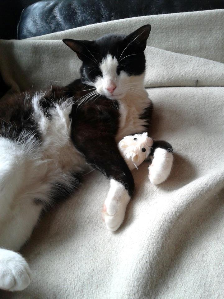 Huskat Mille billede 13