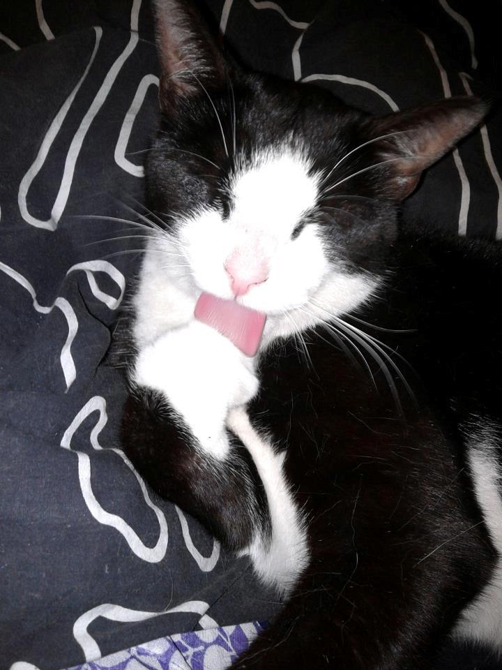 Huskat Mille billede 14