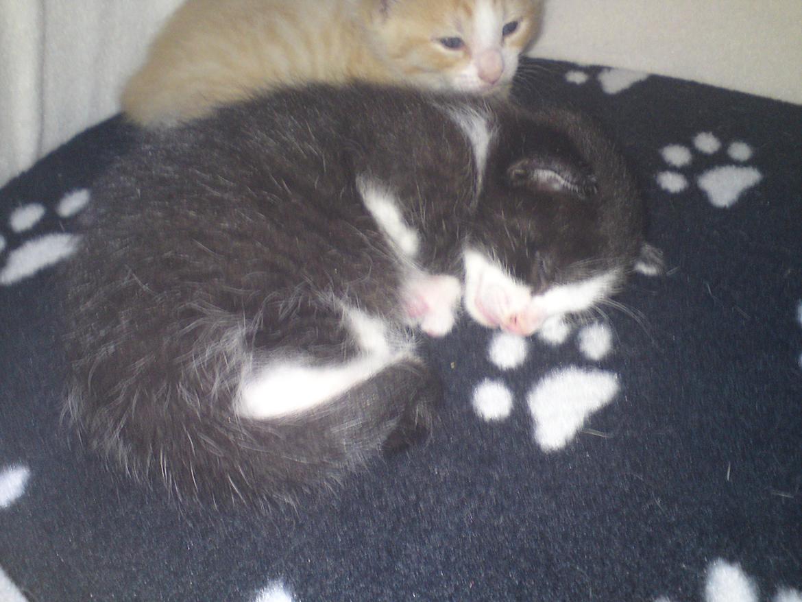 Huskat Mille billede 18