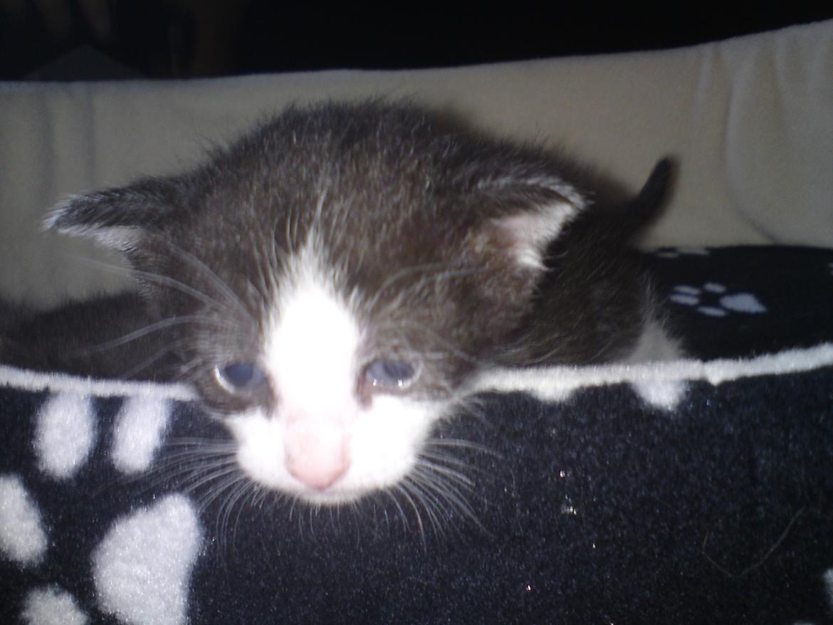 Huskat Mille billede 19