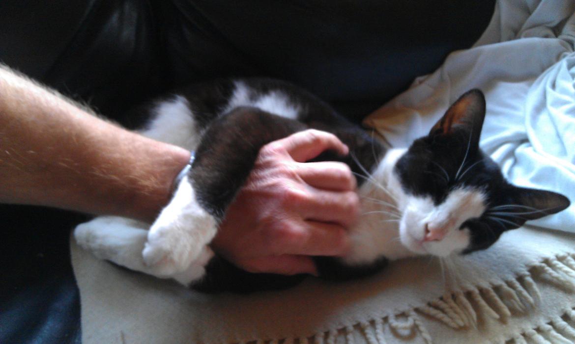 Huskat Mille billede 20