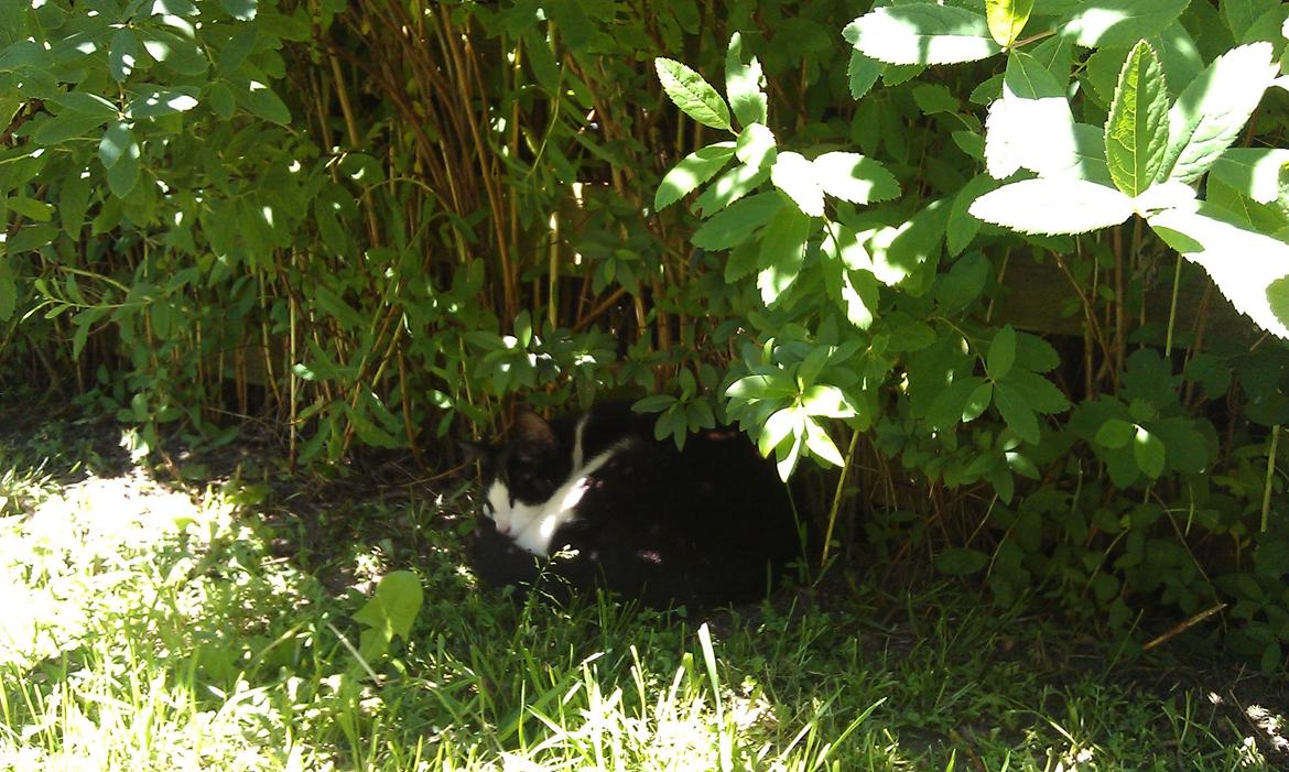 Huskat Mille billede 21