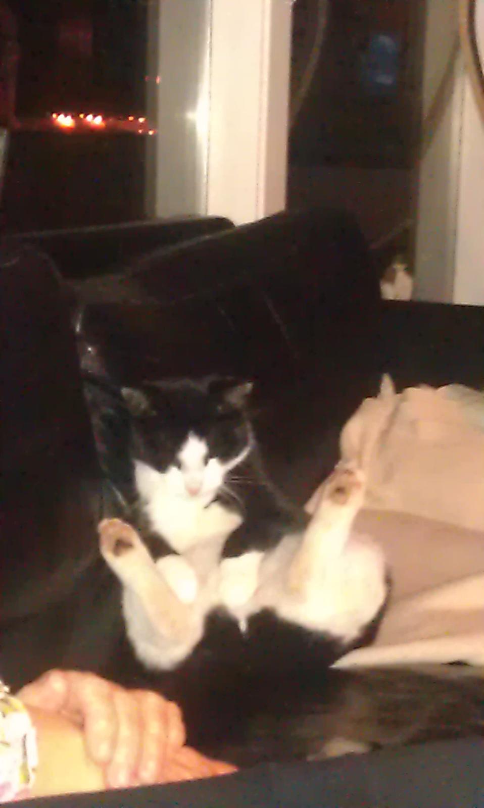 Huskat Mille billede 22