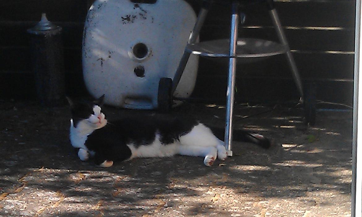 Huskat Mille billede 23