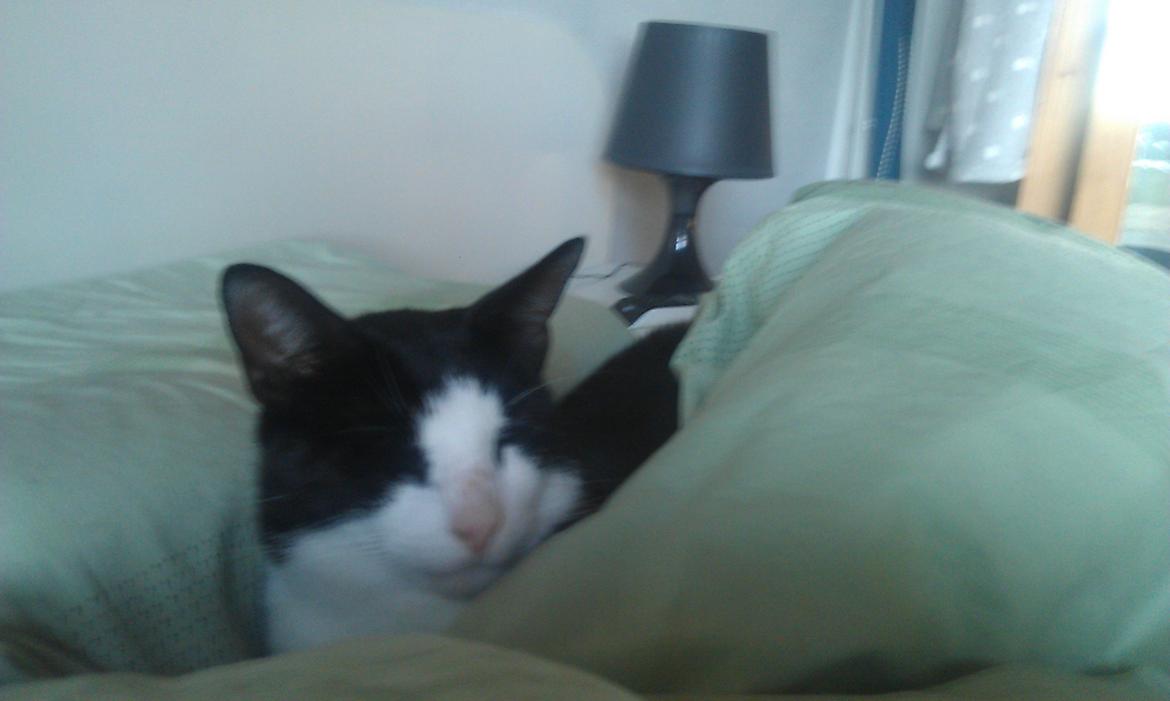 Huskat Mille billede 26