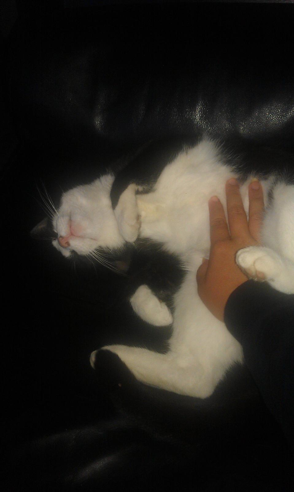 Huskat Mille billede 27