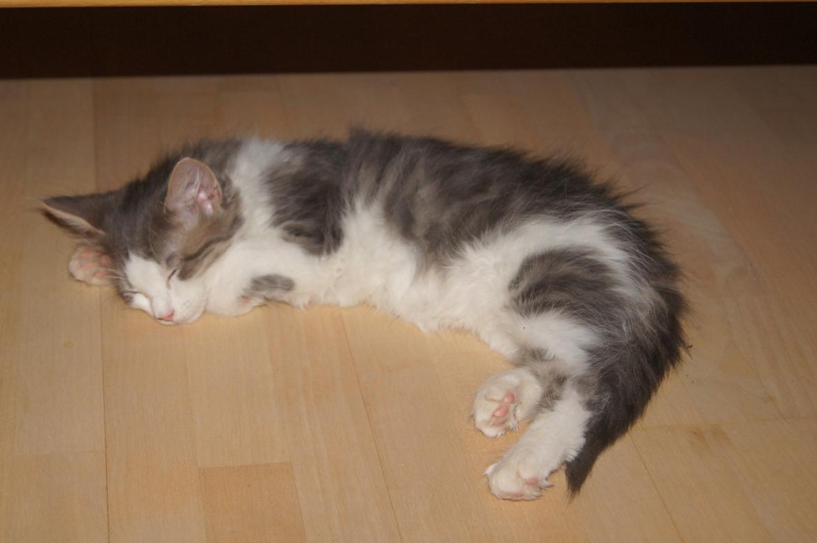 Blanding af racer Sofus billede 21