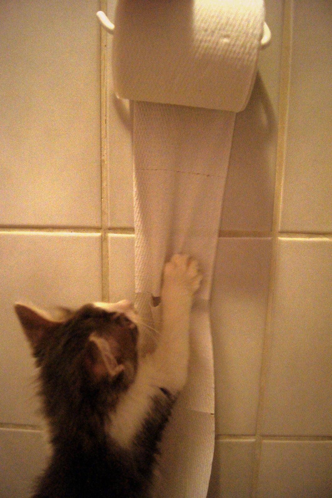 Blanding af racer Sofus billede 22