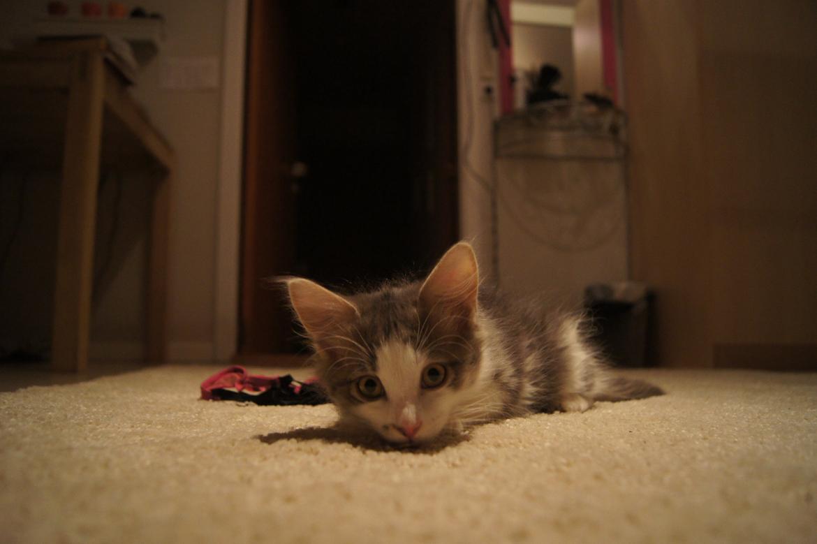 Blanding af racer Sofus billede 23