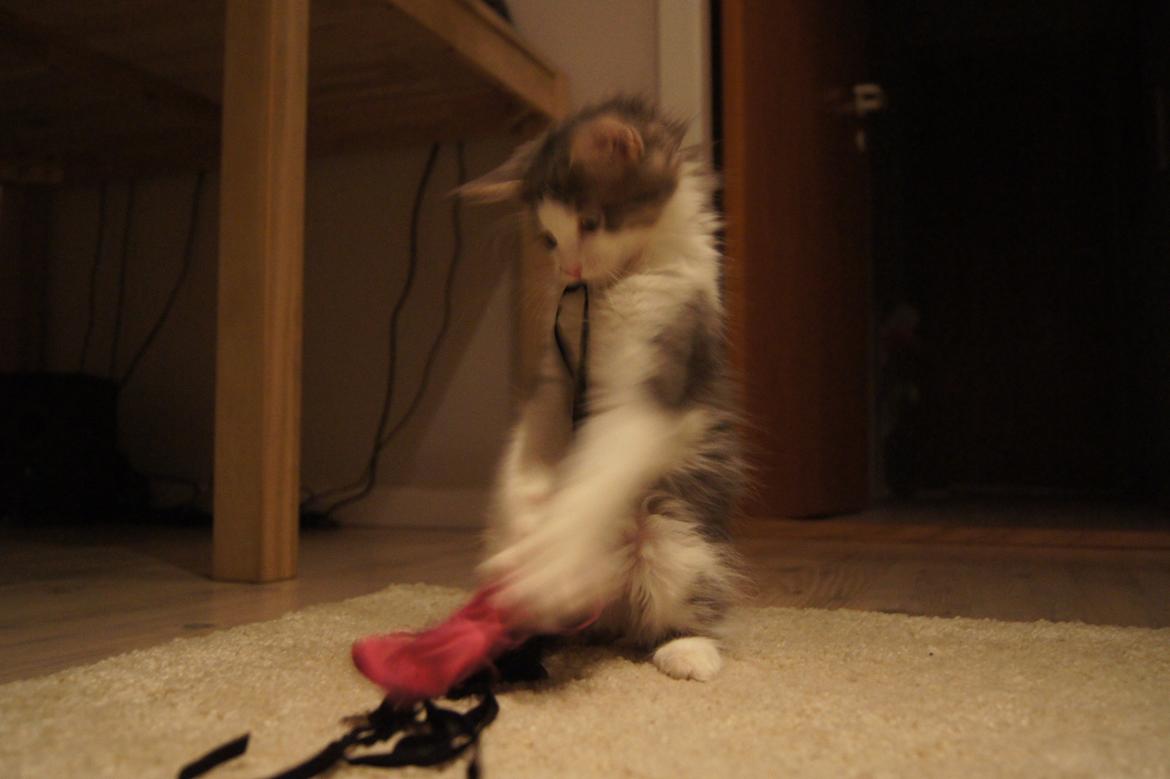 Blanding af racer Sofus billede 25