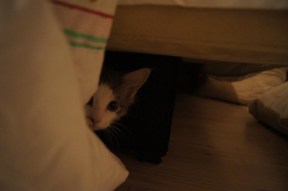 Blanding af racer Sofus billede 26