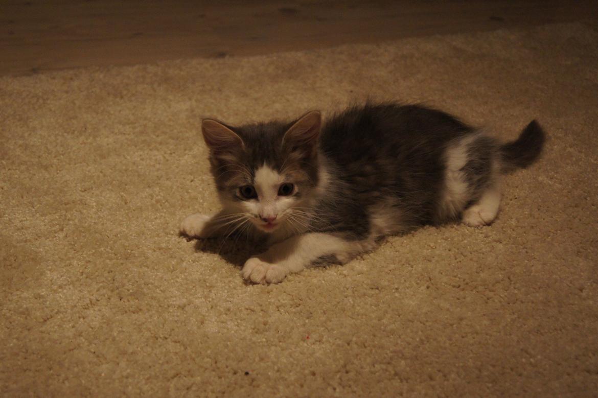 Blanding af racer Sofus billede 27