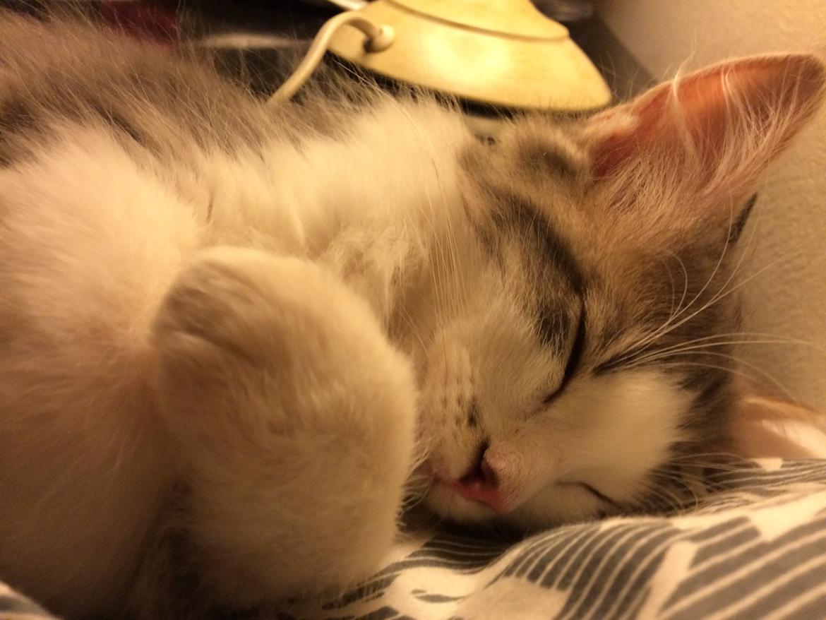 Blanding af racer Sofus billede 28