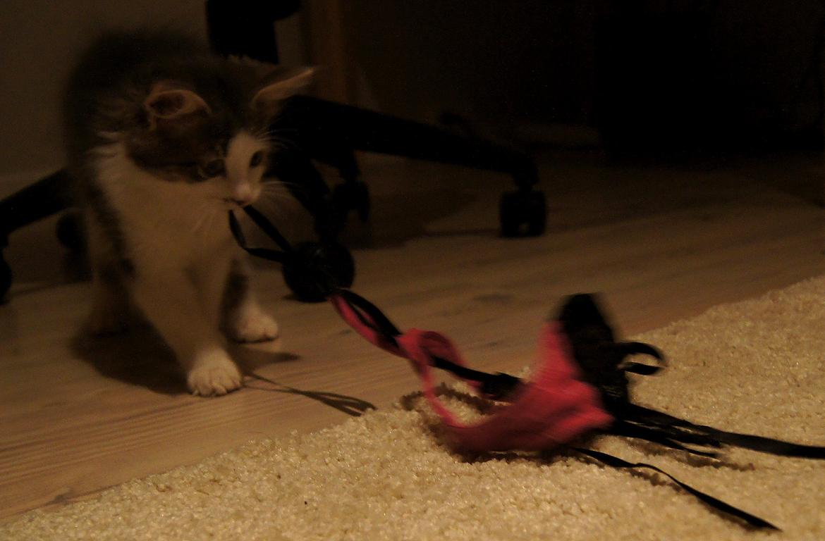 Blanding af racer Sofus billede 19