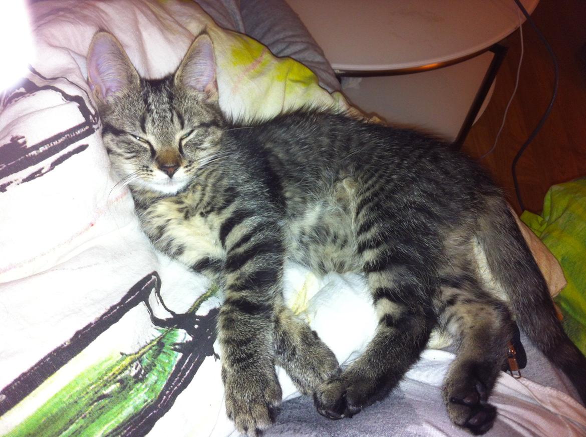 Huskat Felix billede 1