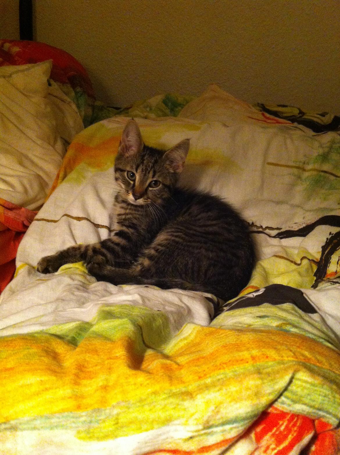 Huskat Felix billede 4