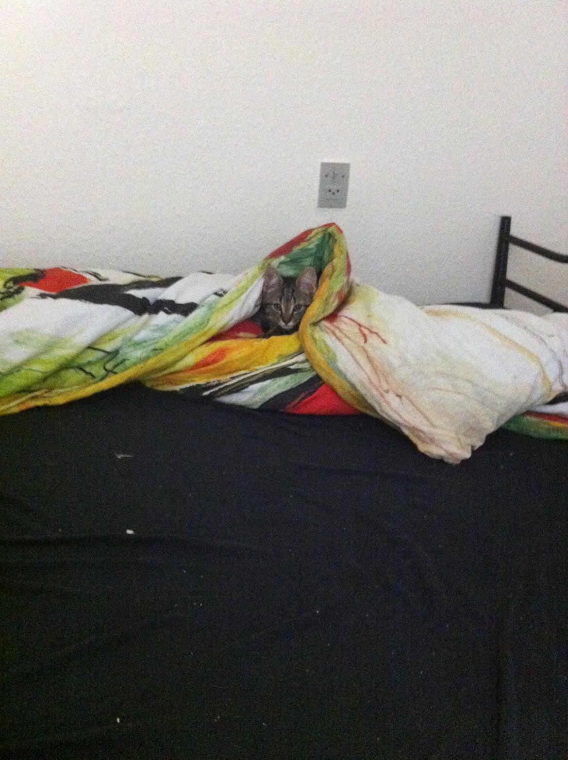 Huskat Felix billede 5