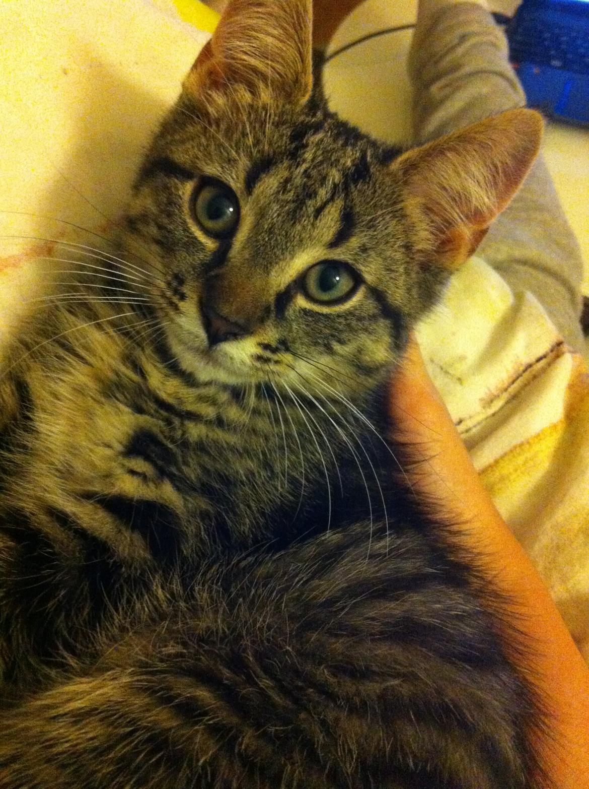 Huskat Felix billede 6