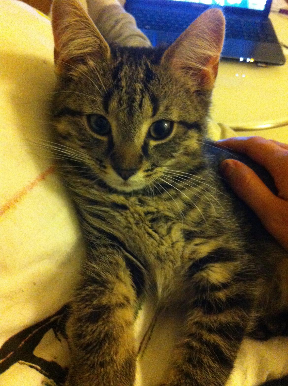 Huskat Felix billede 7