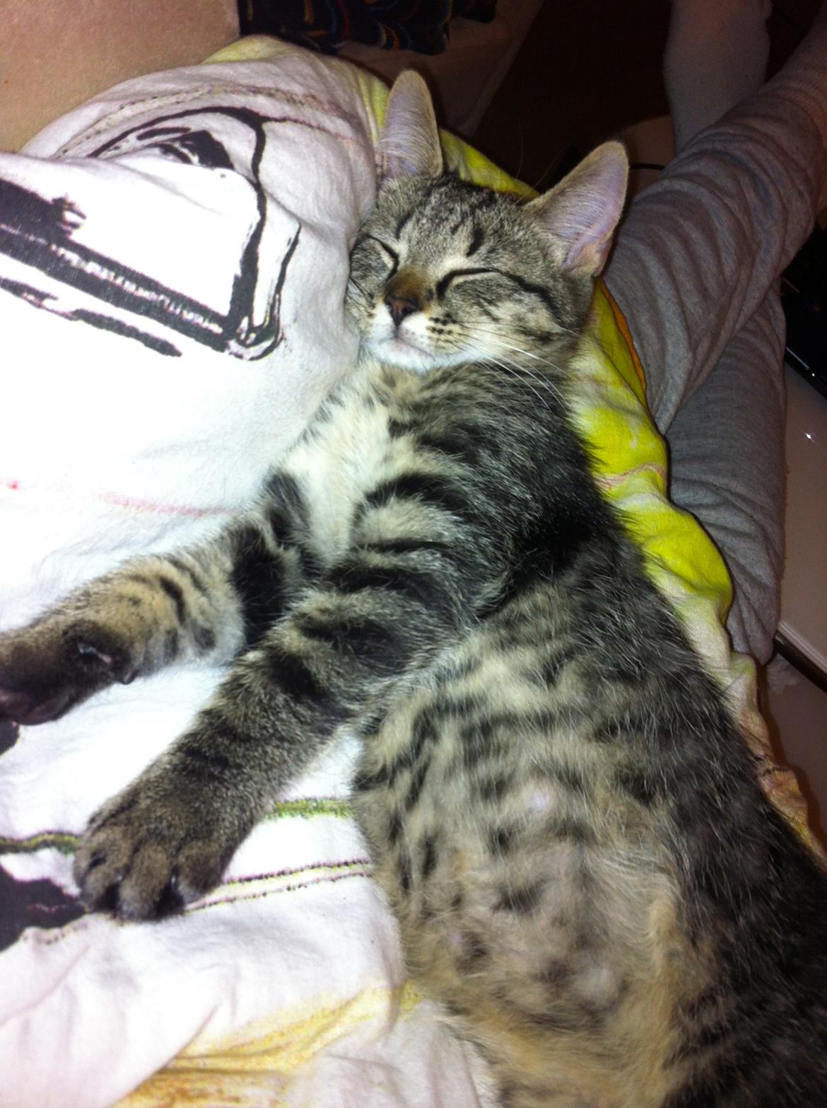 Huskat Felix billede 2