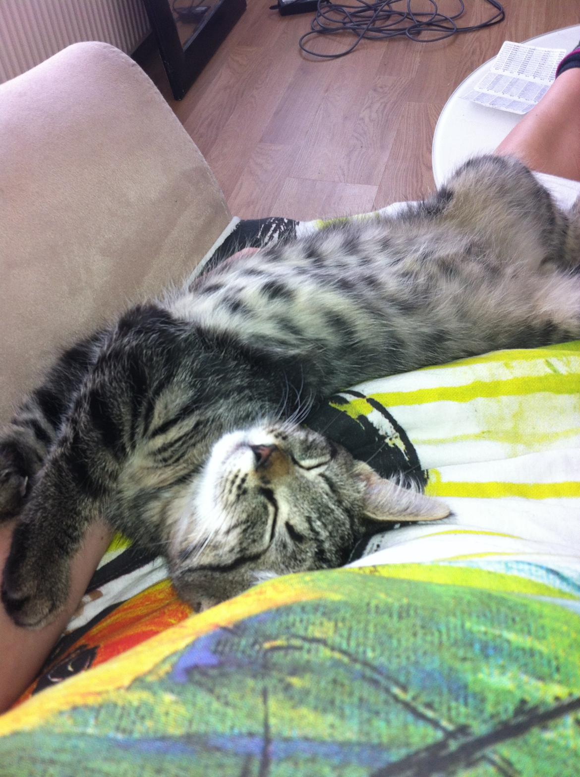 Huskat Felix billede 3