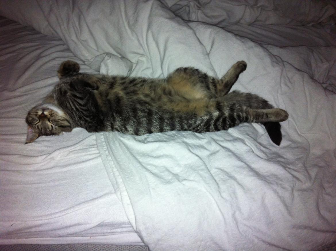 Huskat Felix billede 8