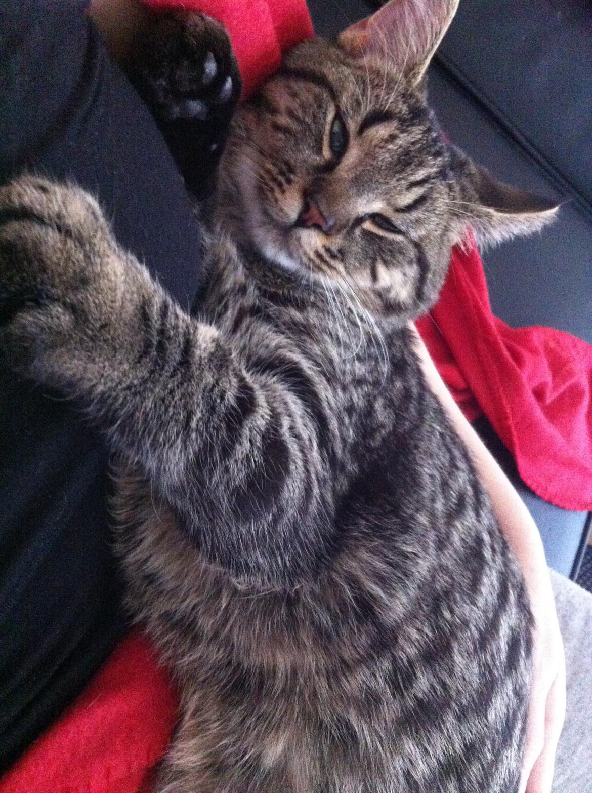 Huskat Felix billede 9