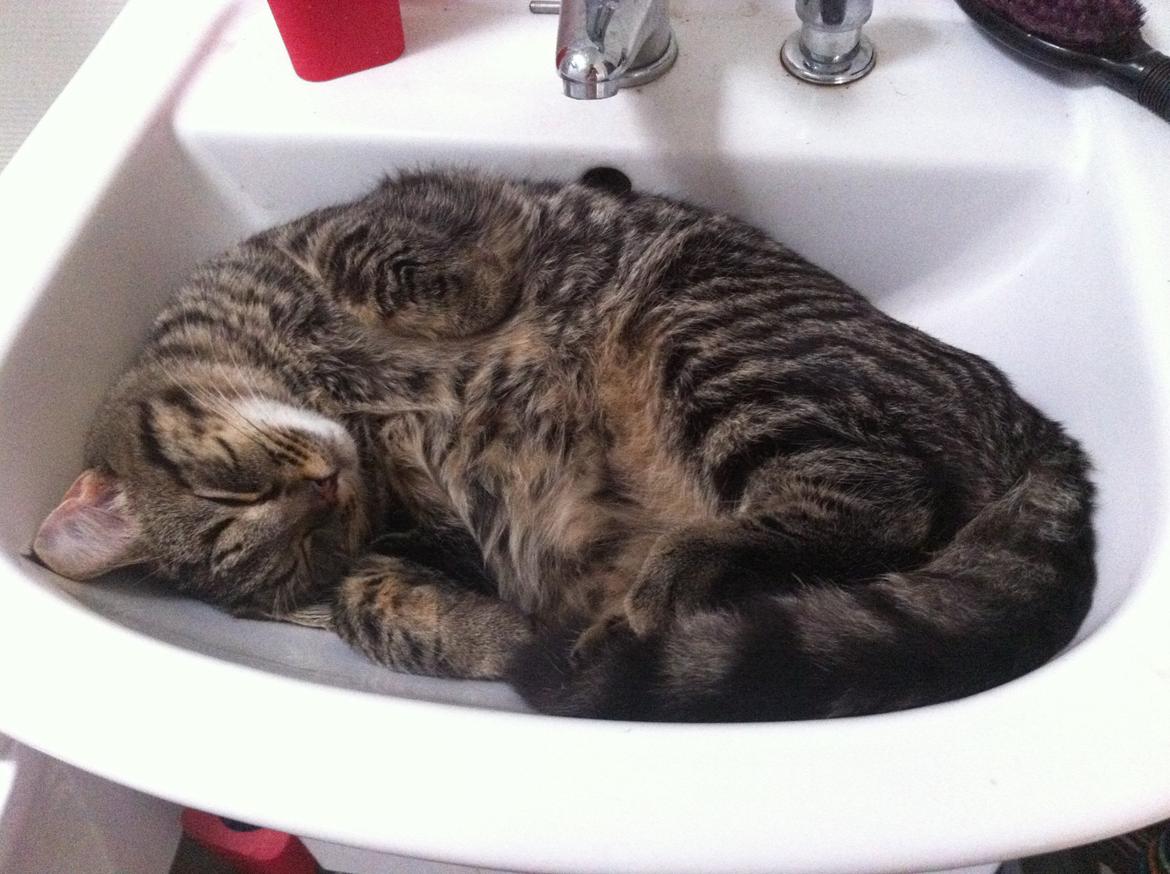 Huskat Felix billede 10