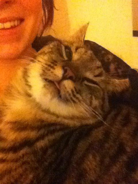 Huskat Felix billede 11