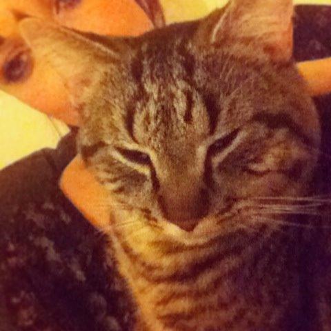 Huskat Felix billede 12