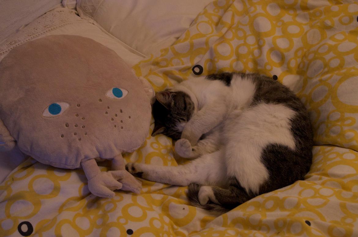 Huskat Frodo - Hans bamse xD billede 4