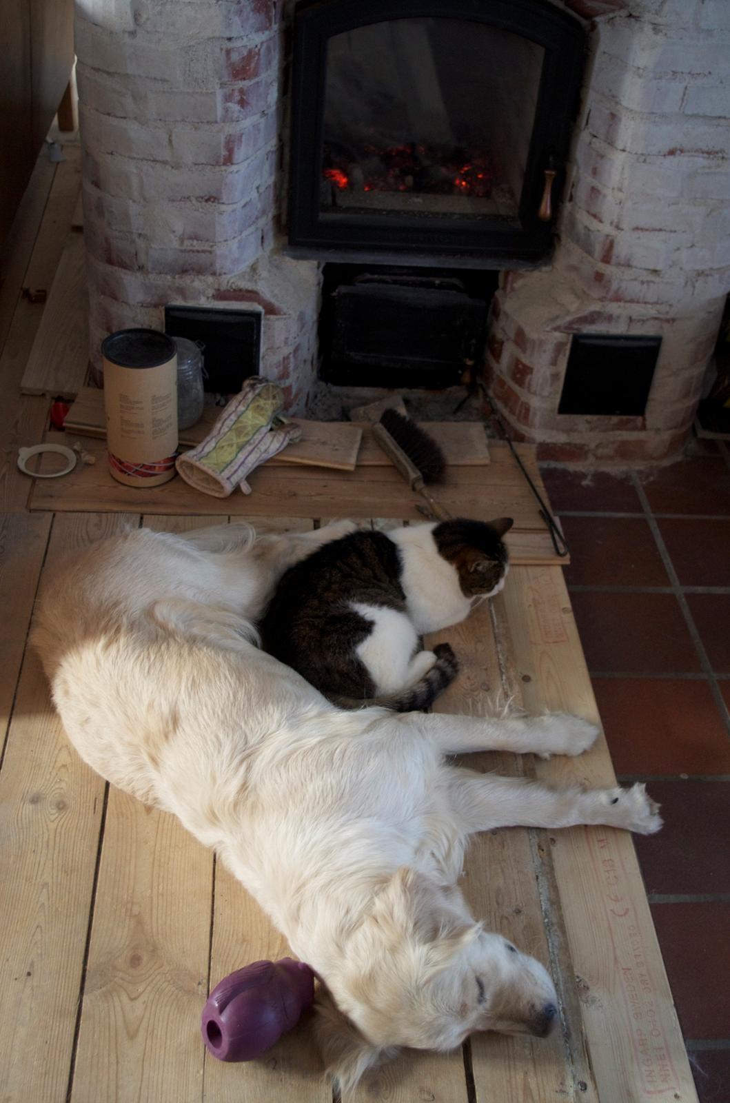 Huskat Frodo - Hans bedste ven <3 billede 10