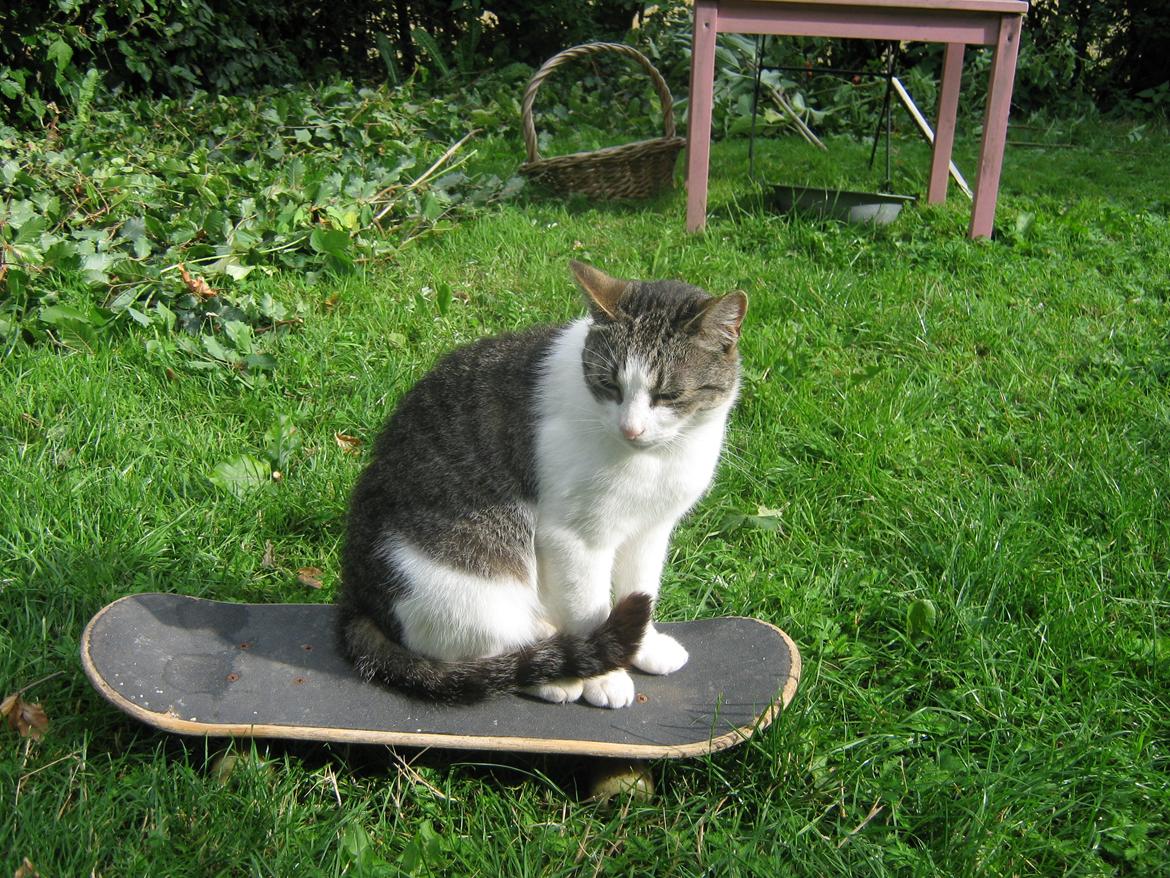 Huskat Frodo - Skater mis :) billede 6