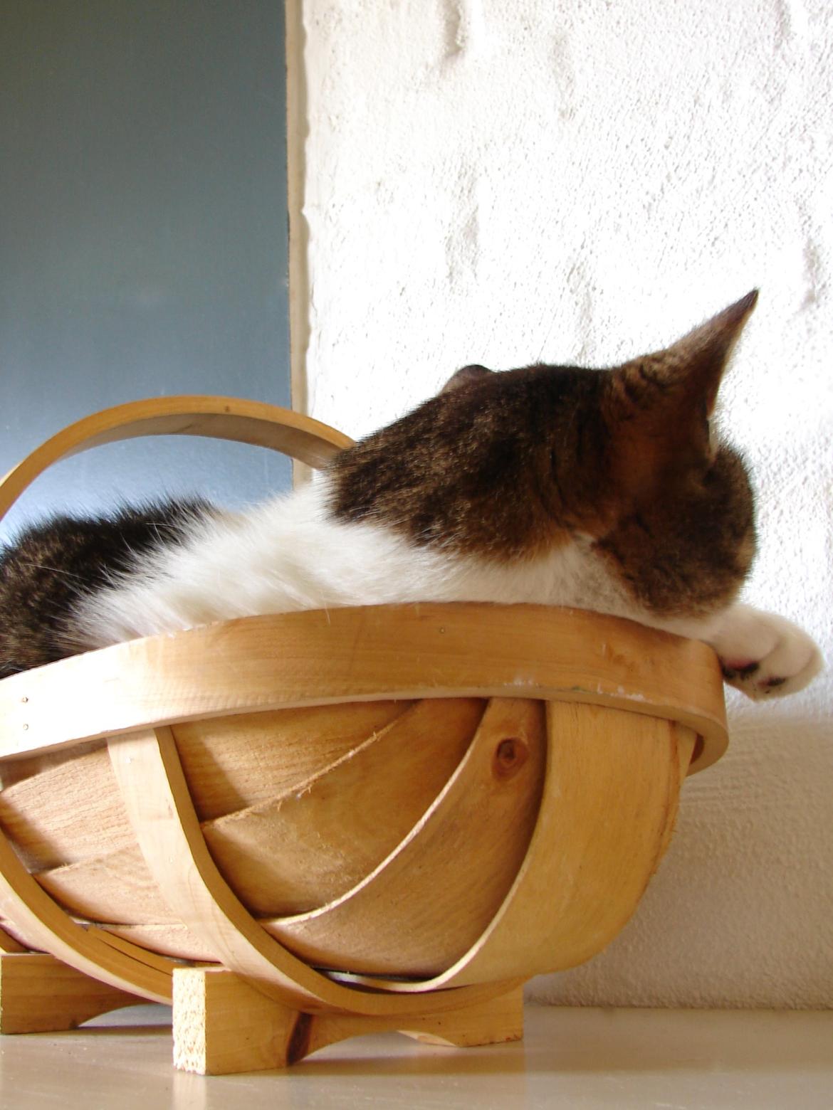 Huskat Frodo billede 11