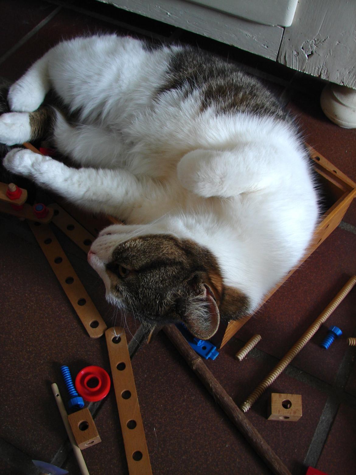 Huskat Frodo billede 3