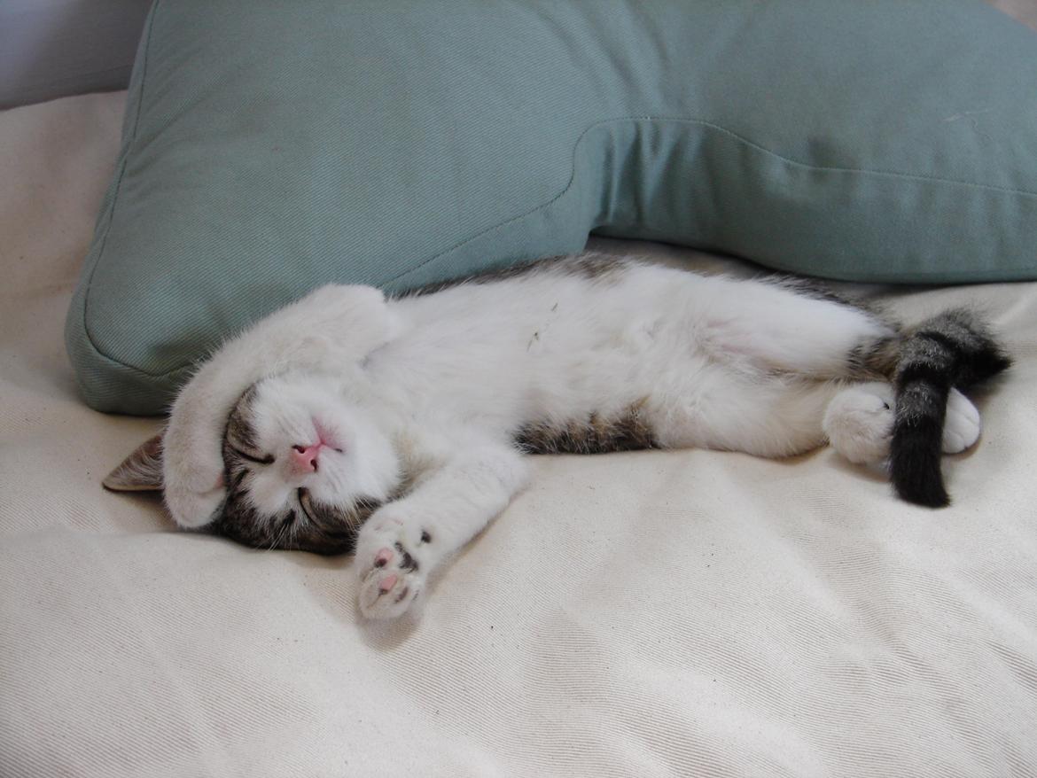 Huskat Frodo billede 2