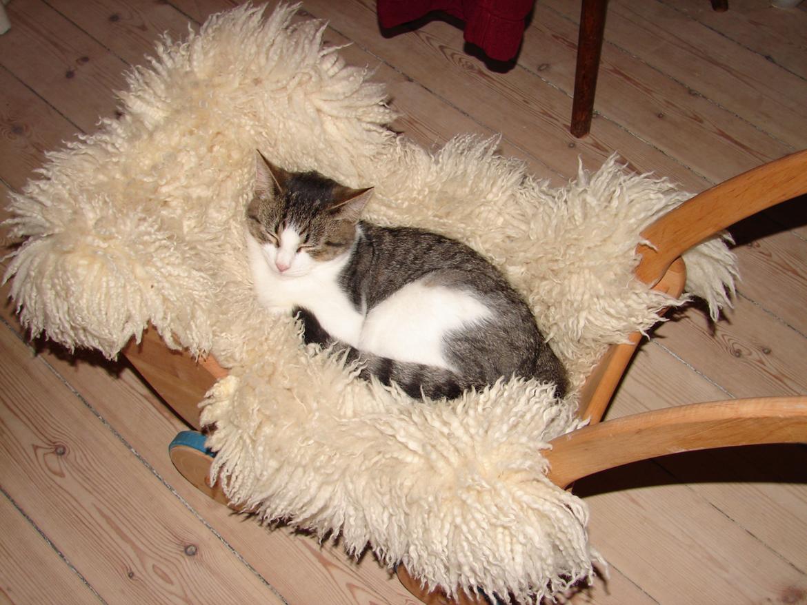 Huskat Frodo - Slappe af i en dukkevogn :p billede 7