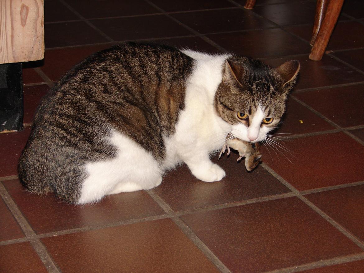 Huskat Frodo billede 12