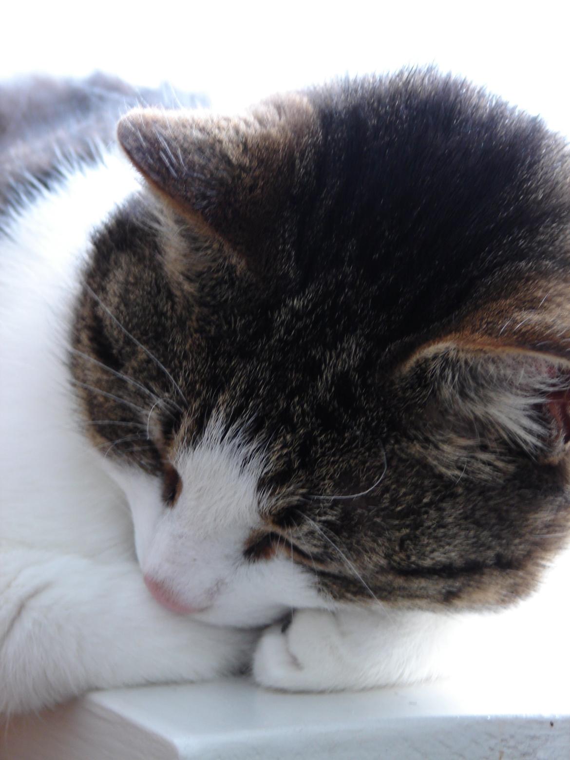 Huskat Frodo - Skønne kat :) billede 5