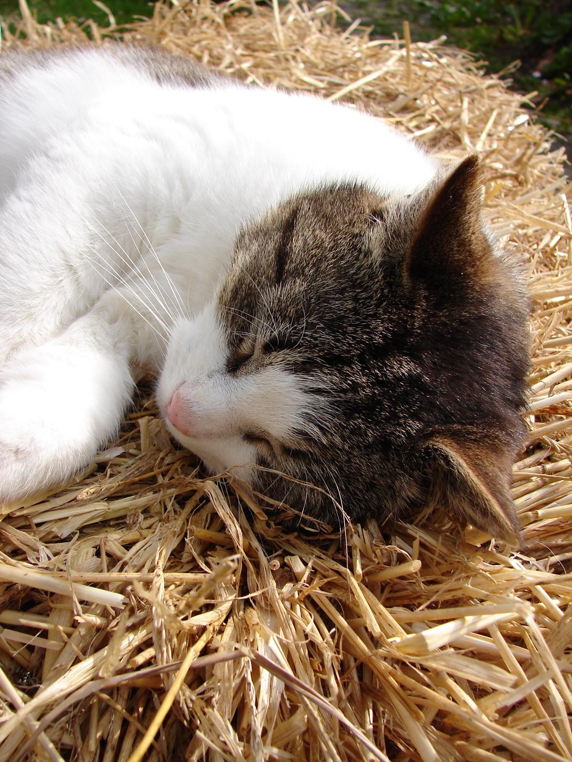 Huskat Frodo - Sove på en halmballe <3 billede 8