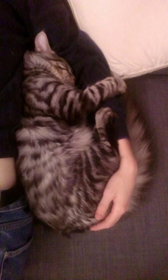 Blanding af racer Django billede 14