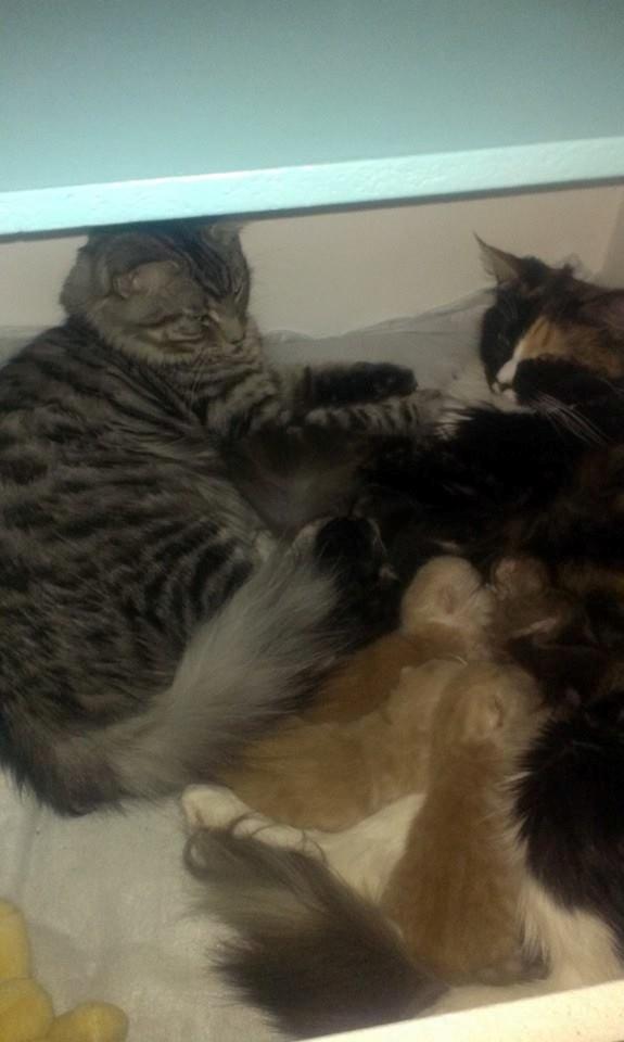 Blanding af racer Django billede 15