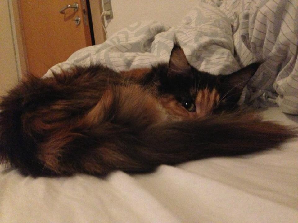 Maine Coon Nala R.I.P min skat<3 billede 10