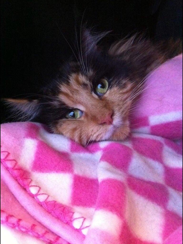 Maine Coon Nala R.I.P min skat<3 billede 11