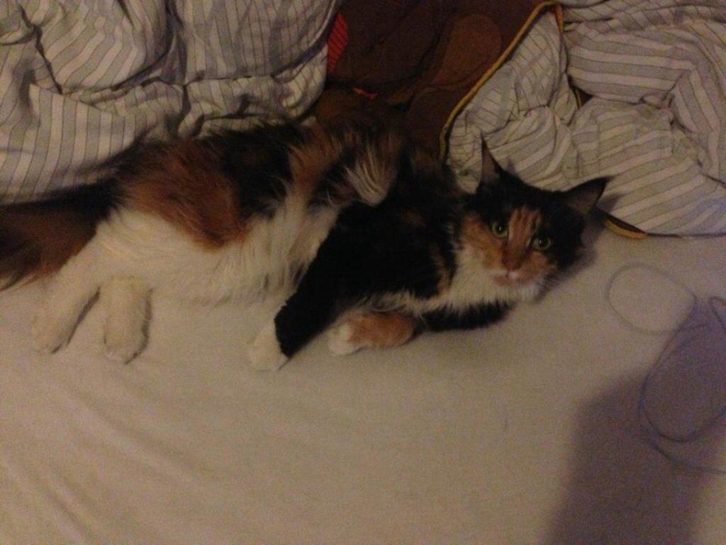 Maine Coon Nala R.I.P min skat<3 billede 13