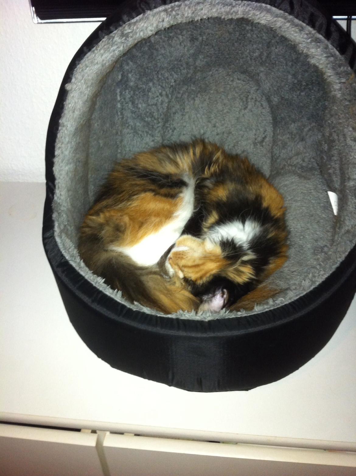 Maine Coon Nala R.I.P min skat<3 billede 12
