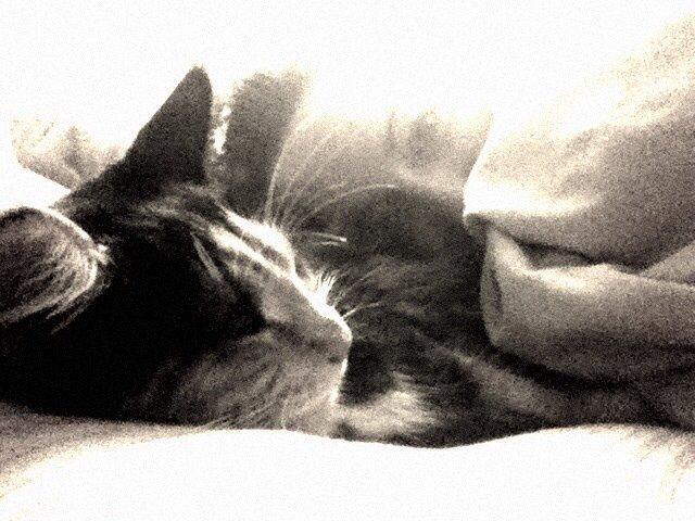Maine Coon Nala R.I.P min skat<3 billede 14