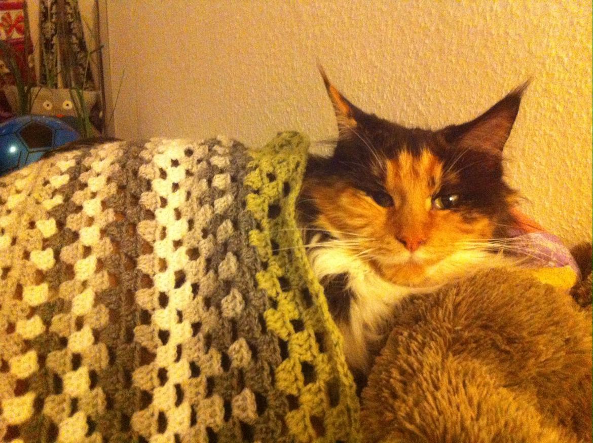 Maine Coon Nala R.I.P min skat<3 billede 16