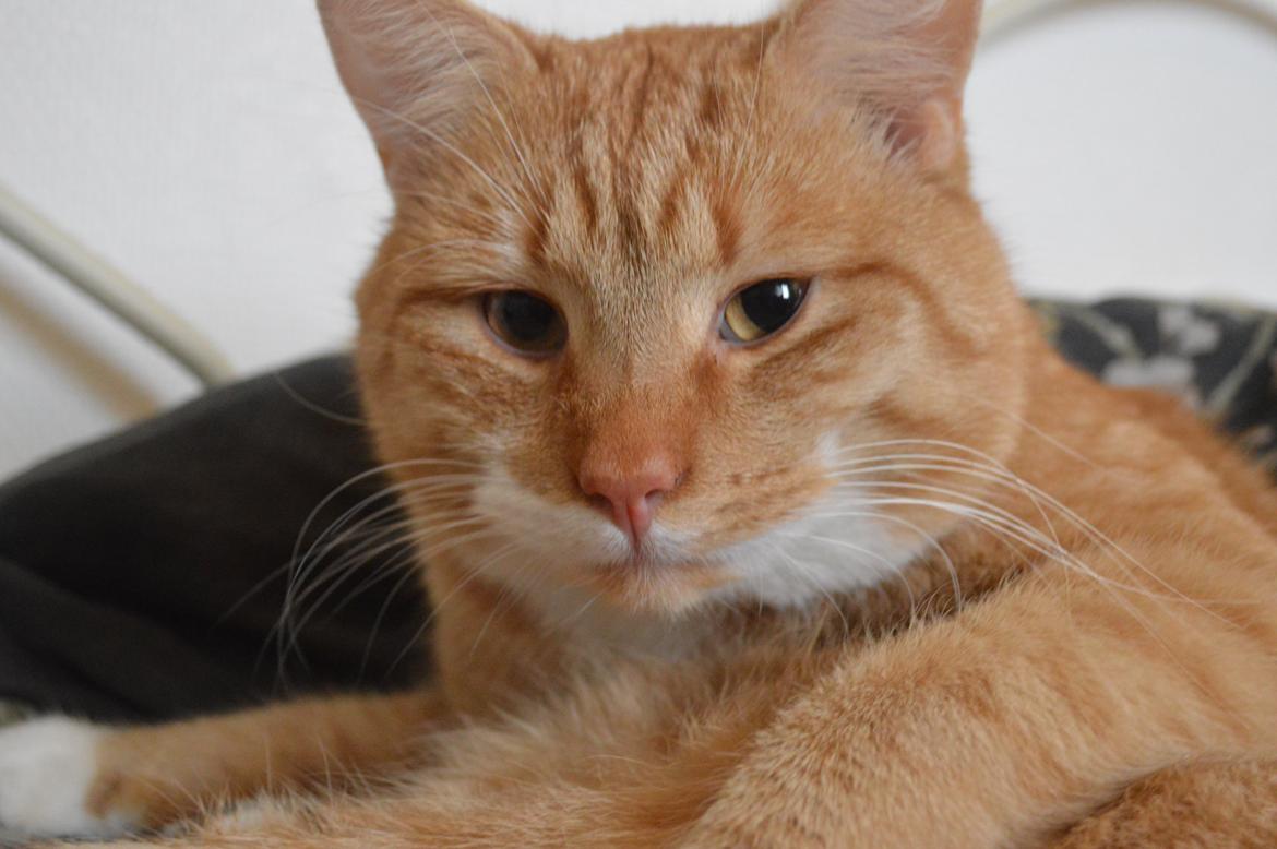 Blanding af racer Jack - Min lille model. billede 2